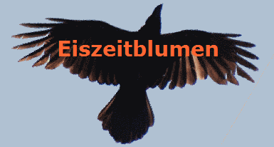Eiszeitblumen