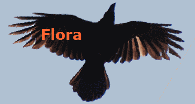 Flora