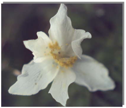 Gamsrogei (Alpen Kchenschelle)