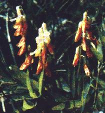 Gelbe Platterbse