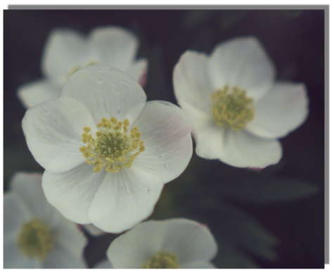 Narzissenartige Anemone