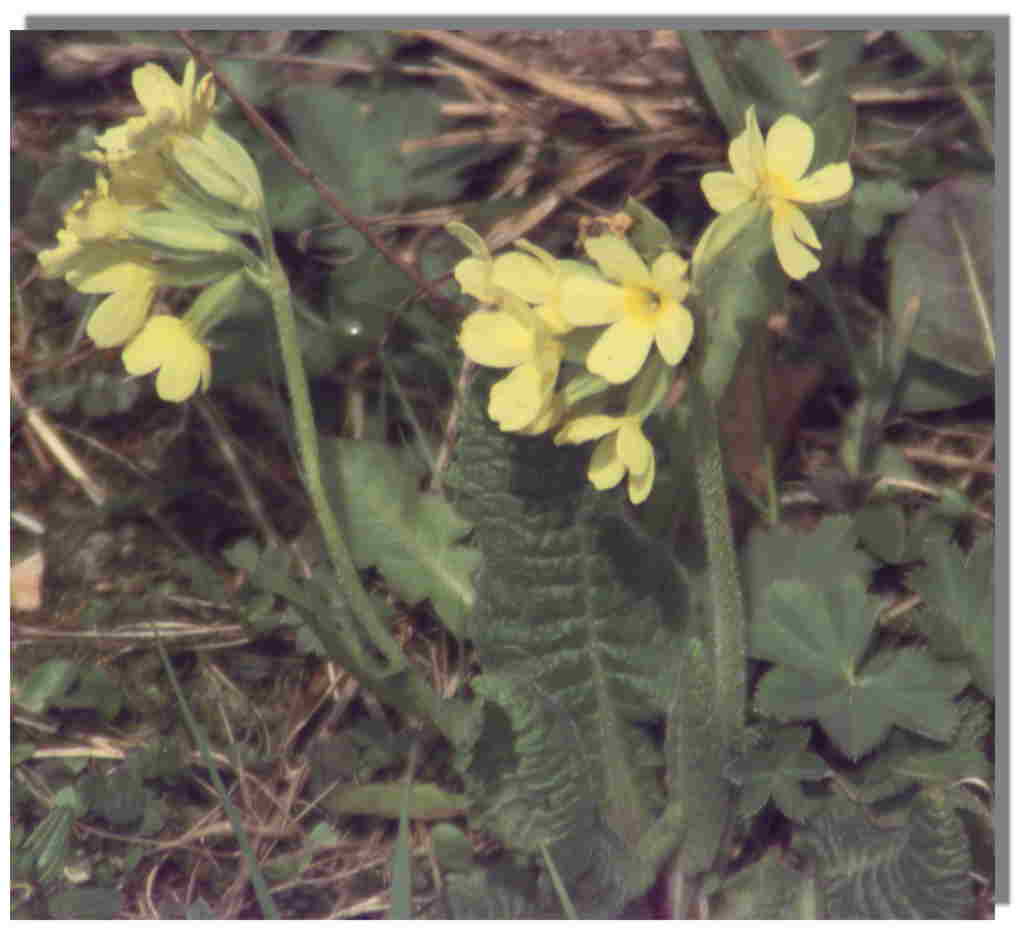 Schlusselblume