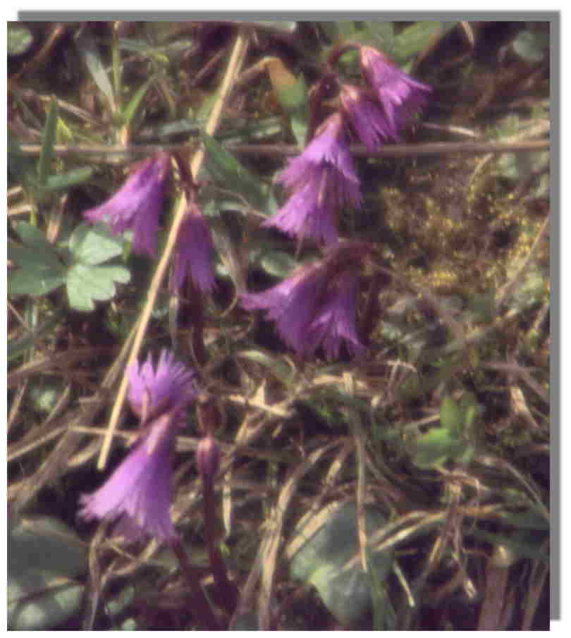 Soldanelle