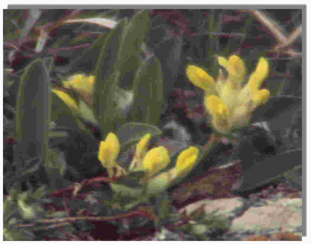 Hornklee