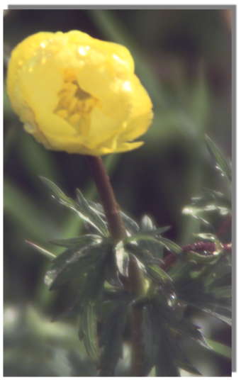 Trollblume