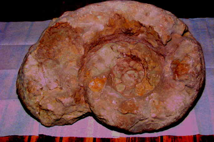 35 cm groer Ammonit